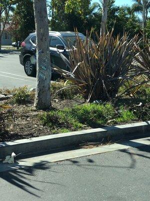 Planters are filled with weeds while the plants suffer.