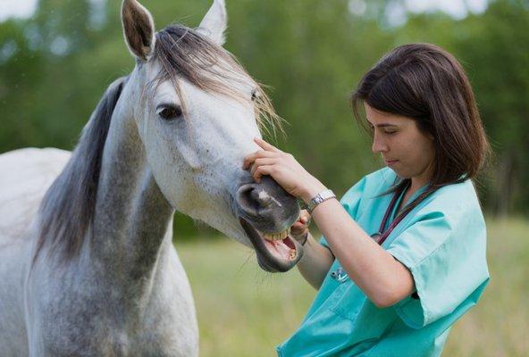 Wythe County Animal Clinic