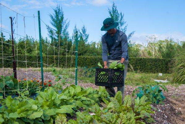 Harvesting bok choy