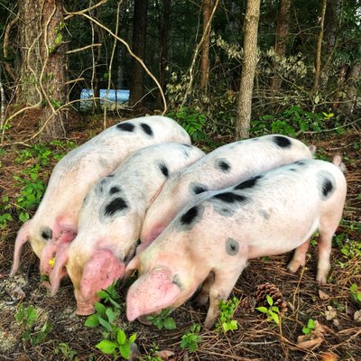 Four of our young Gloucestershire Old Spot heritage breed pigs enjoying the essential pigness of a woodlot pasture.