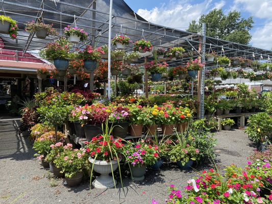 Plants and flowers