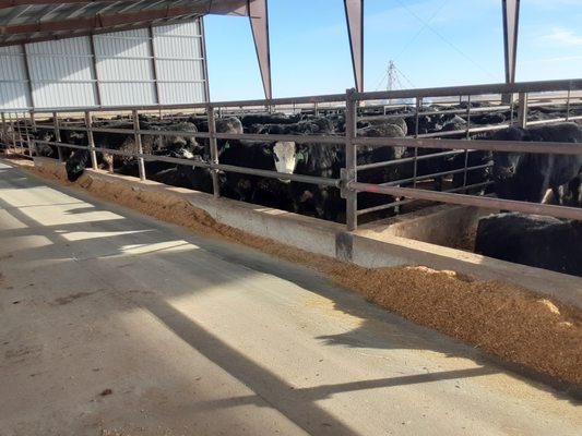 Robotic Confienment Barn over Deep Pit