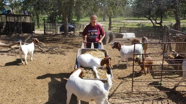 Getting help from our goats