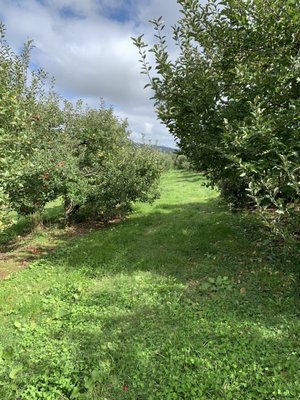 Apple Trees