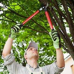 Alpine Tree Service