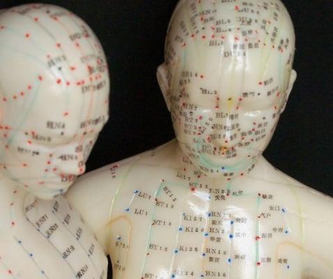 Acupuncture points model.