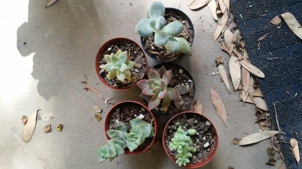 I bought more succulents!