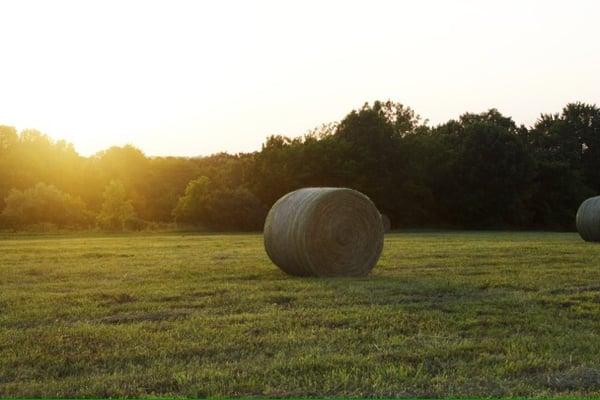 A view of the field after the hay has been bailed