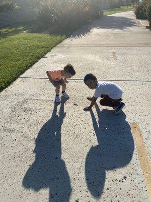 Exploring bugs on their daily walk.