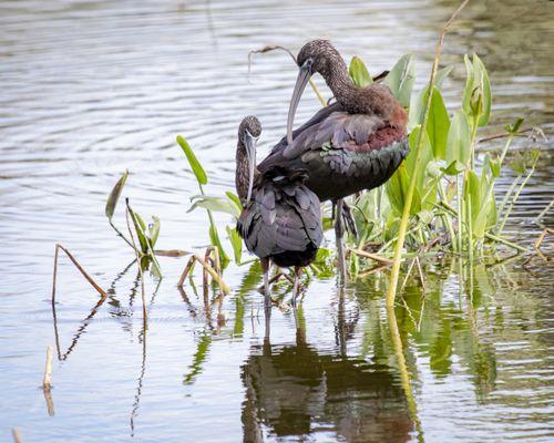 Edward Munoz "Show Offs"  Wakodahatchee Wetlands Glossy Ibis Pair Matted and Framed