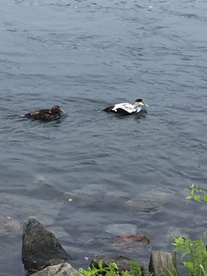 Anyone know what kind of ducks these are?  Common Eider?