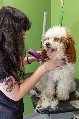 Kassandra getting started on Oliver's groom