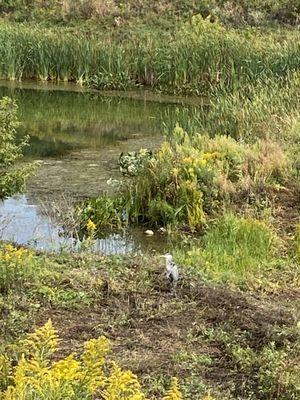 Patient heron