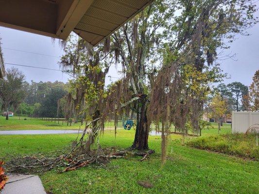 Tree before removal