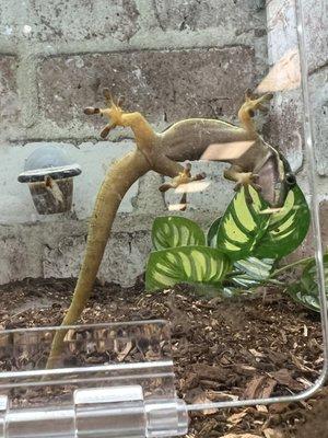 Baby day gecko