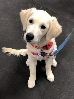 Harper at obedience class.