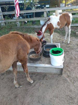 The babies sharing their feed rations