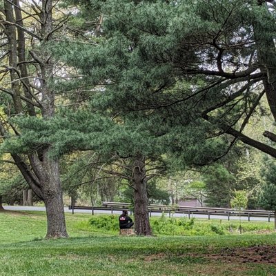 Guided Forest Therapy Walk - Connecting to our senses and slowing down.