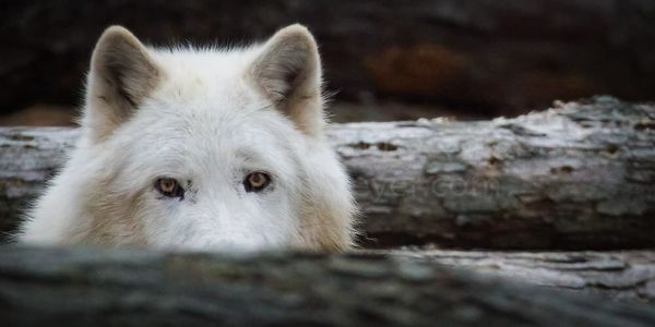 Arctic Wolf from on of our wolf photography workshops.