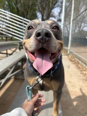 Loki on his Adventure Hike!