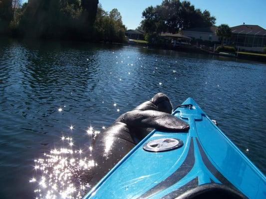 Manatees Love Eddyline Kayaks