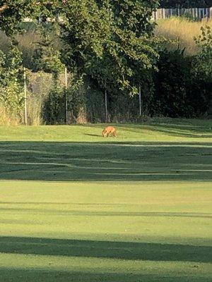 Some wildlife on 16 (par 5 along interstate). A red fox popped out to investigate my ball.