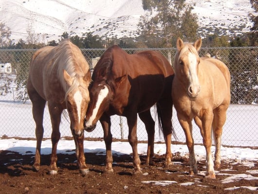 12/8/08 Snow at Shamrock T Ranch