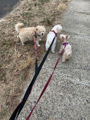 Glendale Dog Walker