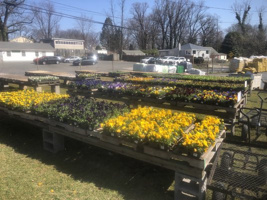 Wide selection of pansies