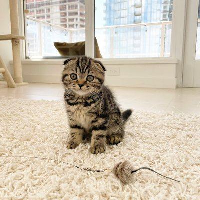 Scottish Fold Kittens