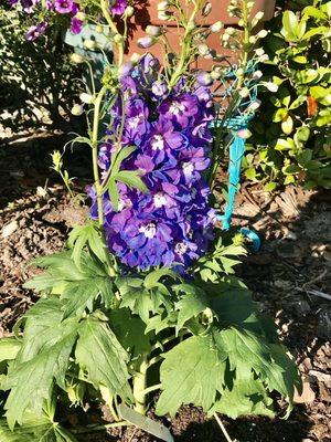 Delphinium- perennial bought for my garden 5.99 in March 2021.