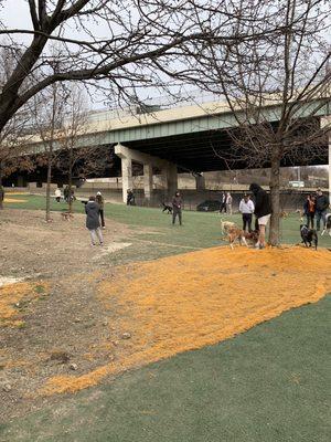 Turf area and some dry ground in the dog park in early March 2022, with dogs and people in the photo.