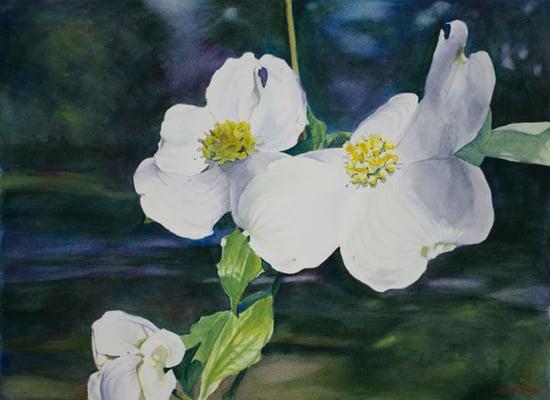 "Dogwood Blossoms" 12x16 watercolor painting by Christopher Reid