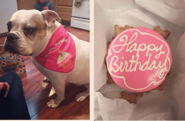 Daisy during her one year anniversary on being adopted from the shelter. Her true birthday is unknown so a new date was created by her owner