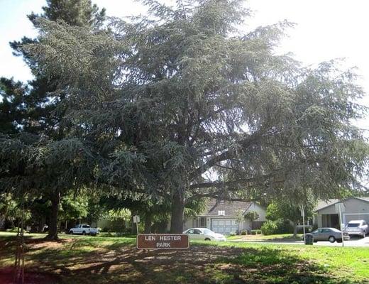 A big tree and the Len Hester Park sign