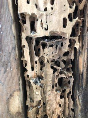 Carpenter ants w/ eggs damage.   Don't ignore a couple carpenter ants as this could be behind your walls if left untreated!