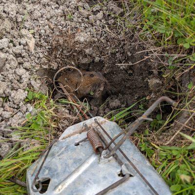 Lamorinda Gopher