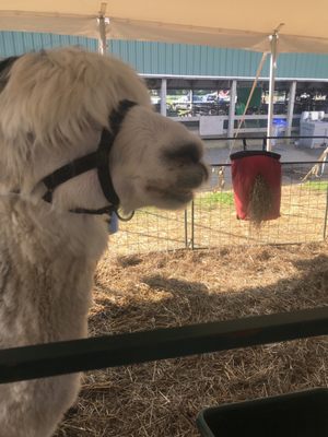 Llama