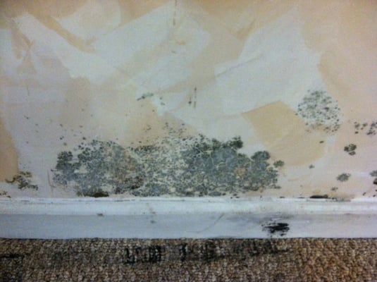 Mold remediation: Before