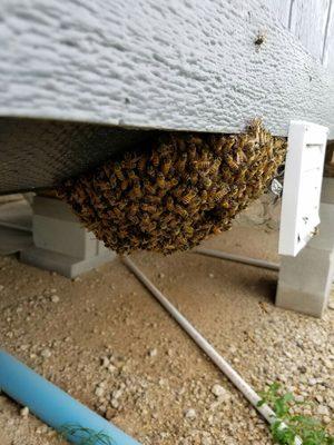 Honey bee hive under a trailer. http://www.abolishpestwildlife.com