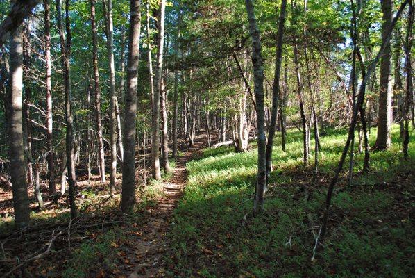 Walking the Trail, 2016