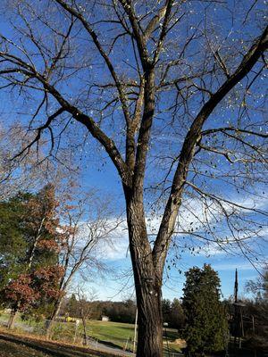 Hazardous tree removal