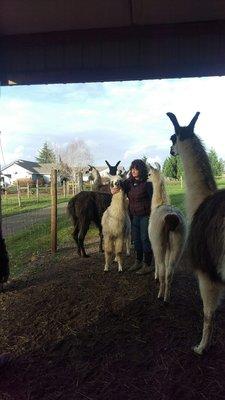 Hidden Oaks Llama Ranch