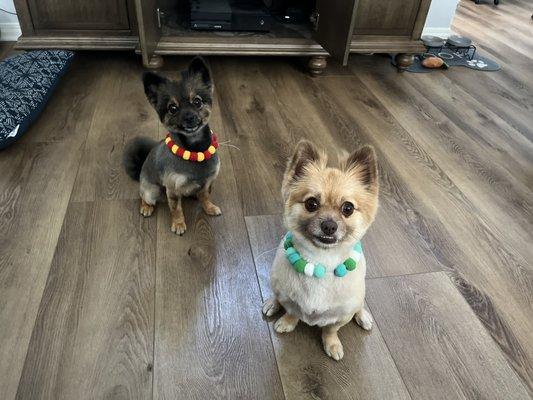 Alvin & Theodore after their groomers appointment, they're so cute with the handmade Pom Pom necklaces