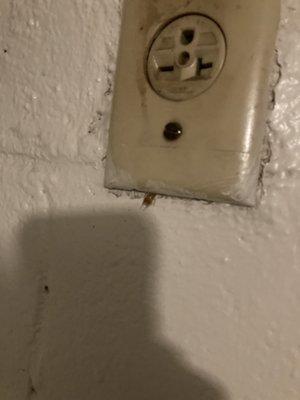 bed bug shedding sticking out from socket