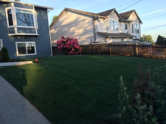 Lawn in Seattle that we removed existing sod and replaced with new sod.