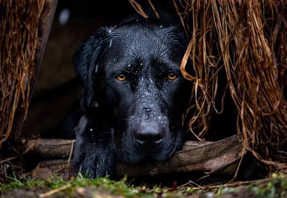 Markover Game Farm & Hunting Preserve