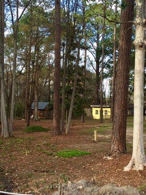 Cabins in the pines