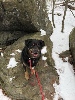 Cleo, a darling pup and skilled ball player at a trail in Northboro.