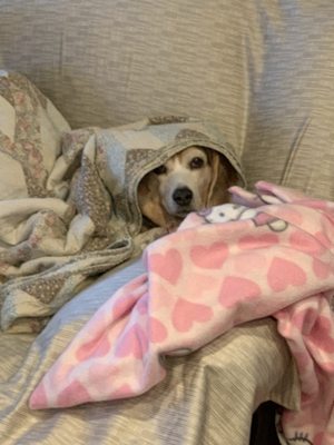 Hailey loves sleeping under blankets